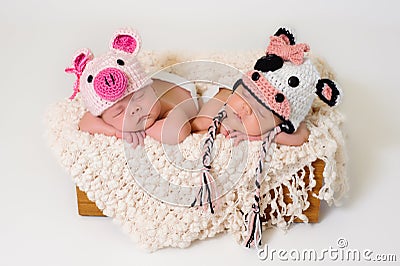 库存照片: 戴猪和母牛帽子的新出生的双胞胎女
